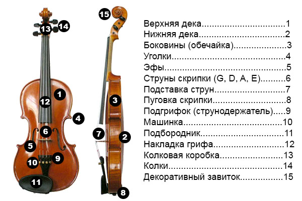 Схема корпуса скрипки